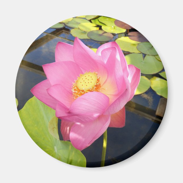 Íman Lily Magnet (Frente)