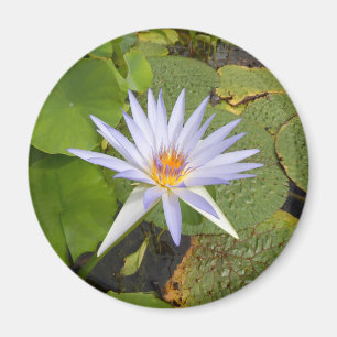 Íman Lily Magnet