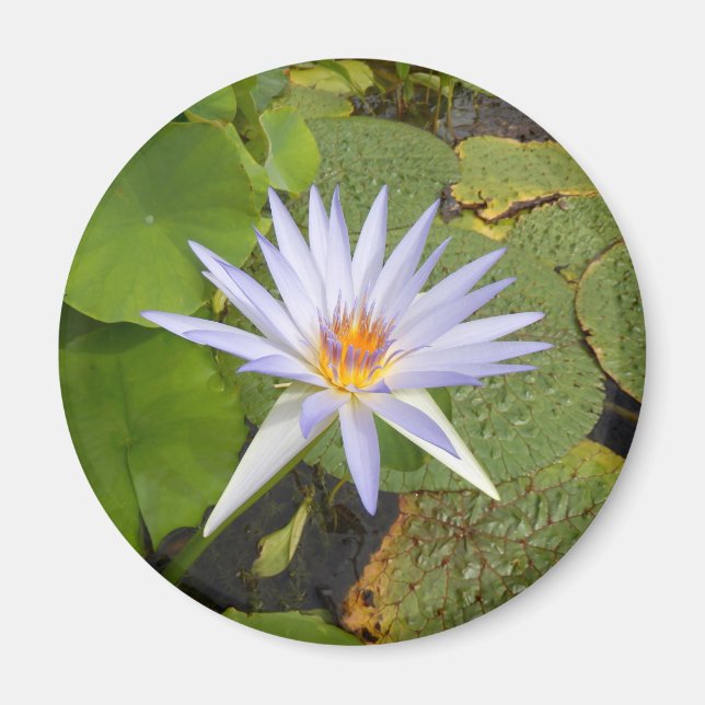 Íman Lily Magnet (Frente)