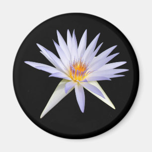 Íman Lily Magnet