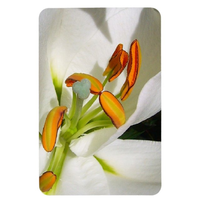 Íman Lily Magnet (Vertical)