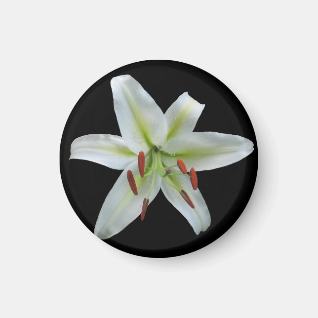 Íman Lily Magnet (Frente)