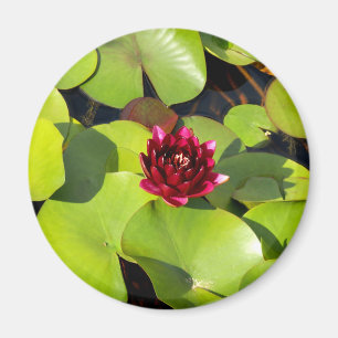 Íman Lily Magnet