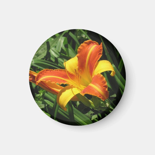 Íman Lily Magnet Laranja e Amarela (Frente)
