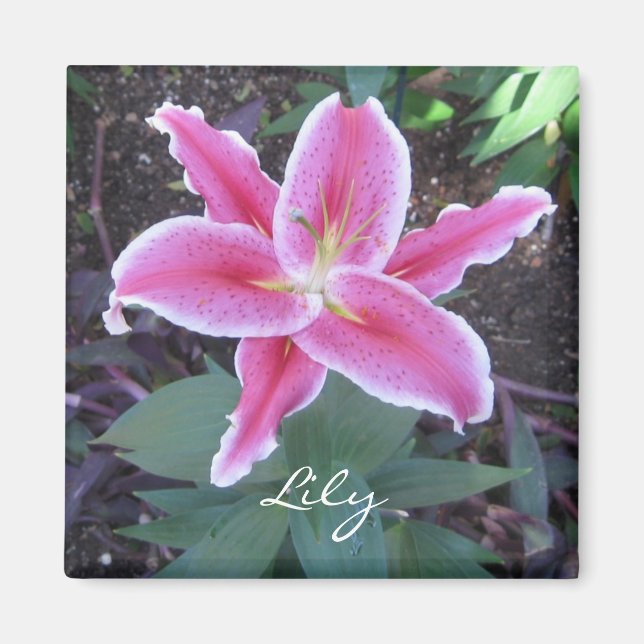 Íman Lily Magnet Rosa (Frente)