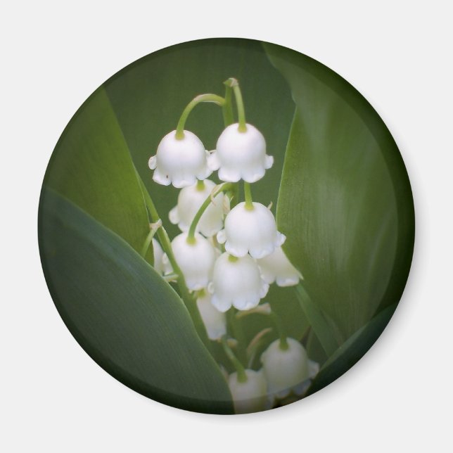 Íman Lily-Of-The_Valley (Frente)