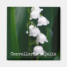 Íman Lily of the Valley Botanical Magnet