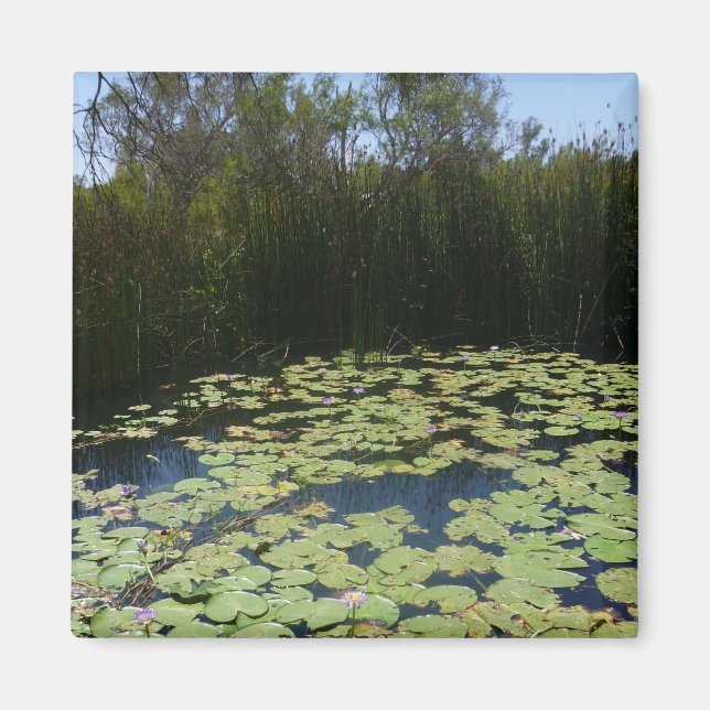 Íman Lily Outback Pads Magnet (Frente)