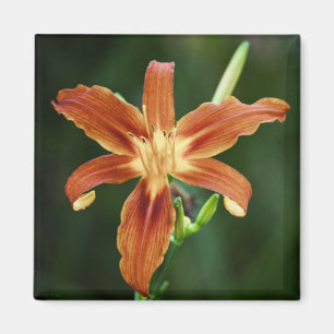 Íman Lily P6588 Magnet
