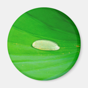 Íman Lily Pad Magnet