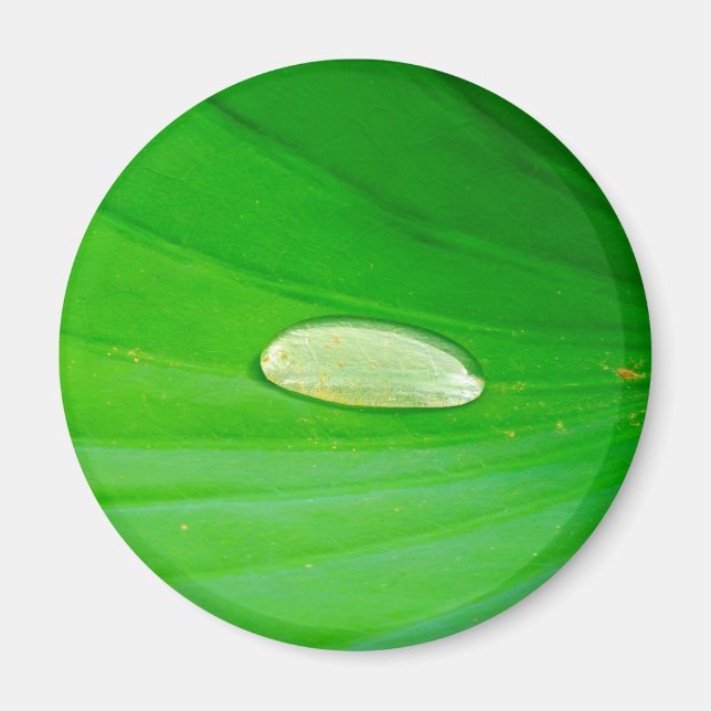 Íman Lily Pad Magnet (Frente)