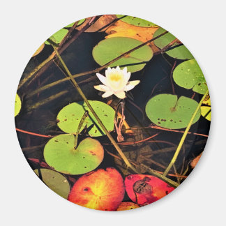 Íman "Lily Pad Pond Eetéreo com Flor Branco Central