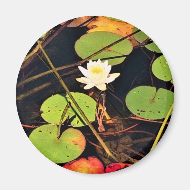 Íman "Lily Pad Pond Eetéreo com Flor Branco Central (Frente)