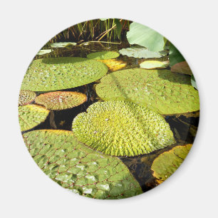 Íman Lily Pads Magnet