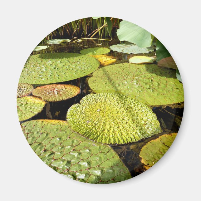 Íman Lily Pads Magnet (Frente)