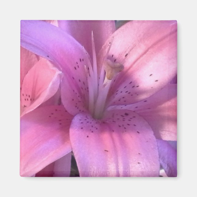 Íman Lily Refrigerator Magnet Rosa (Frente)