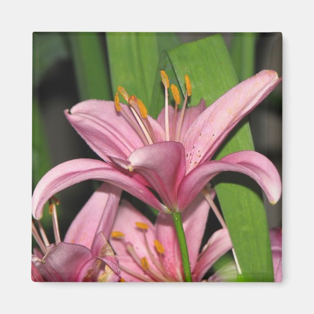 Íman Lily Rosa (Frente)