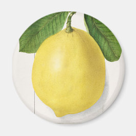 Íman Limão-da-safra