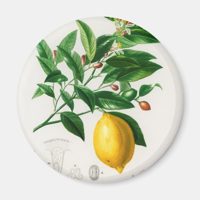 Íman Limão-da-safra (Frente)