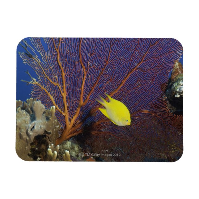 Íman Limão damsel (Horizontal)