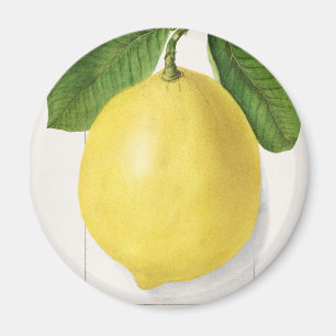 Íman Limão de safra