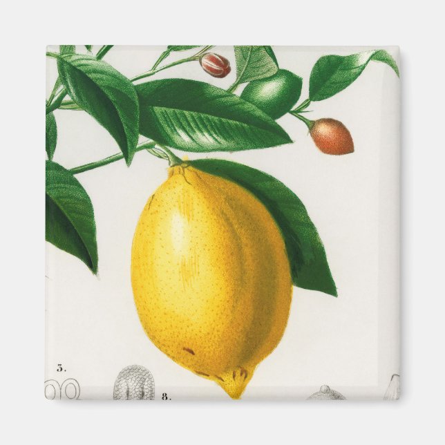 Íman Limão siciliano (Frente)