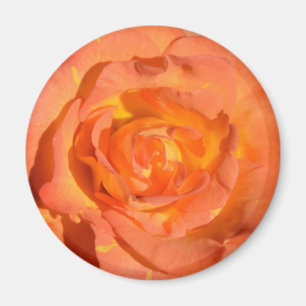 Íman Limões e ímã cor-de-rosa das laranjas