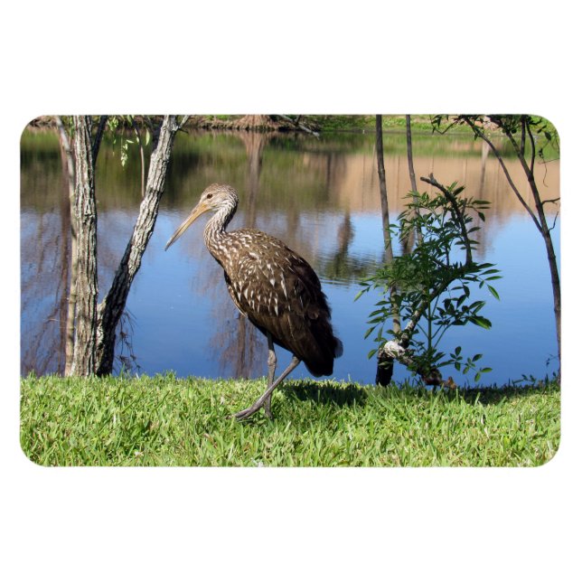 Íman Limpkin (1118) Magnet (Horizontal)