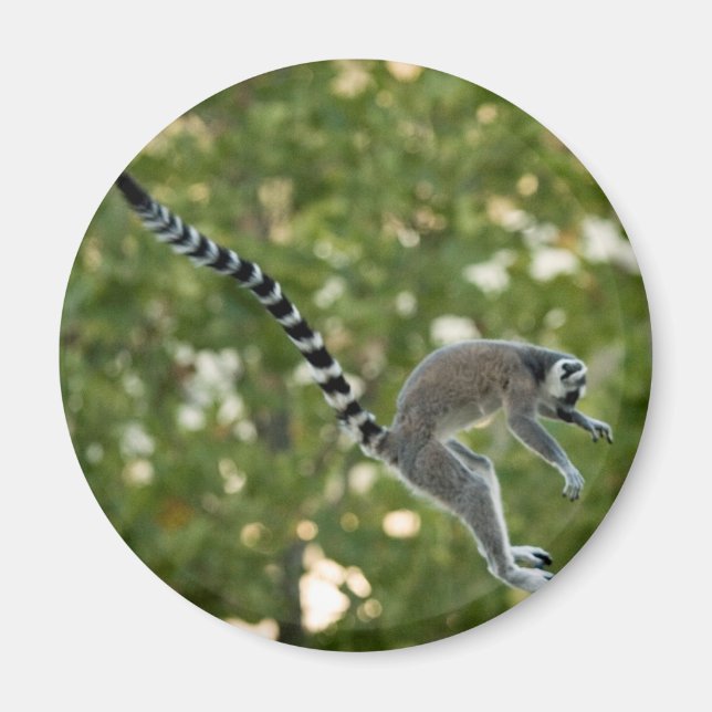 Íman Limur Jump Magnet (Frente)
