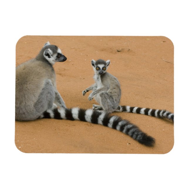Íman Limures, (Lemur catta), Berbastante (Horizontal)