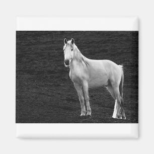 Íman LIN10BW O Stance.tif