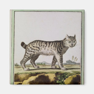 Íman Lince canadense