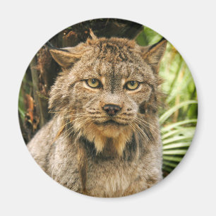Íman Lince canadense 4200e