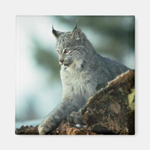 Íman Lince de Canadá