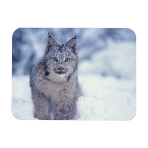 Íman Lince na neve nos contrafortes