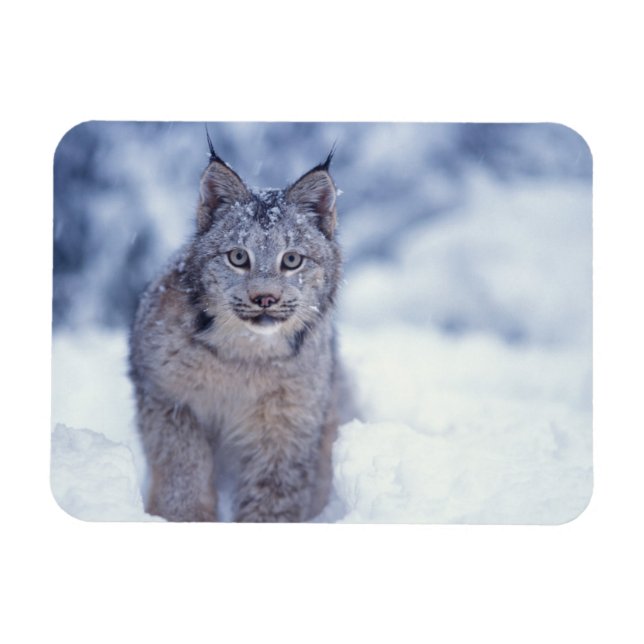 Íman Lince na neve nos contrafortes (Horizontal)