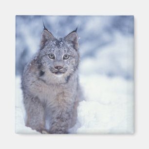 Íman Lince na neve nos contrafortes