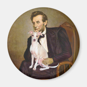 Íman Lincoln - Galgo Italiano 5