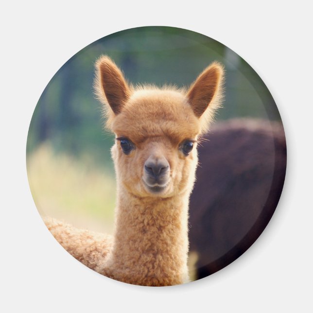 Íman Linda Alpaca Magnets (Frente)