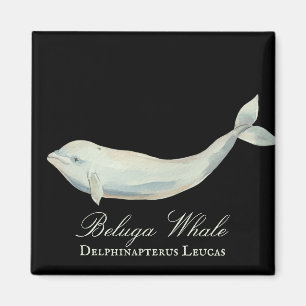 Íman Linda Baleia Beluga, Delphinapterus Leucas