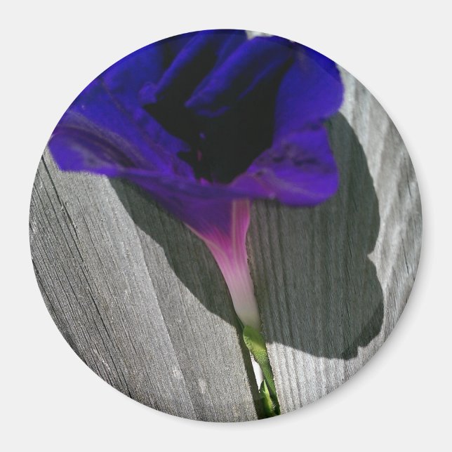 Íman Linda Flor de Ipoméia Rosa-Roxa (Frente)