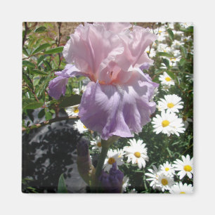Íman Linda Flor de Íris Roxa Foto floral