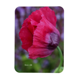 Íman Linda Flor de Papoula Rosa e Roxa