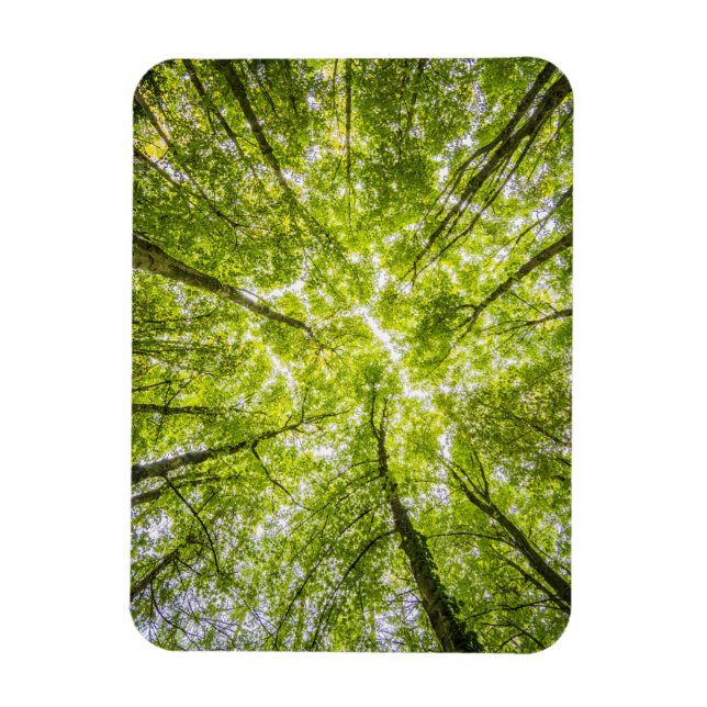 Íman Linda Floresta Verde (Vertical)
