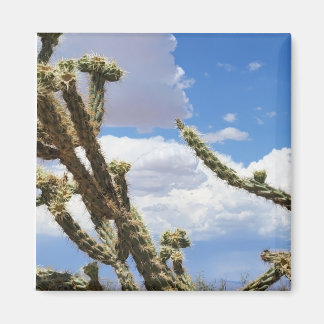 Íman Linda Foto De Cactus No Deserto