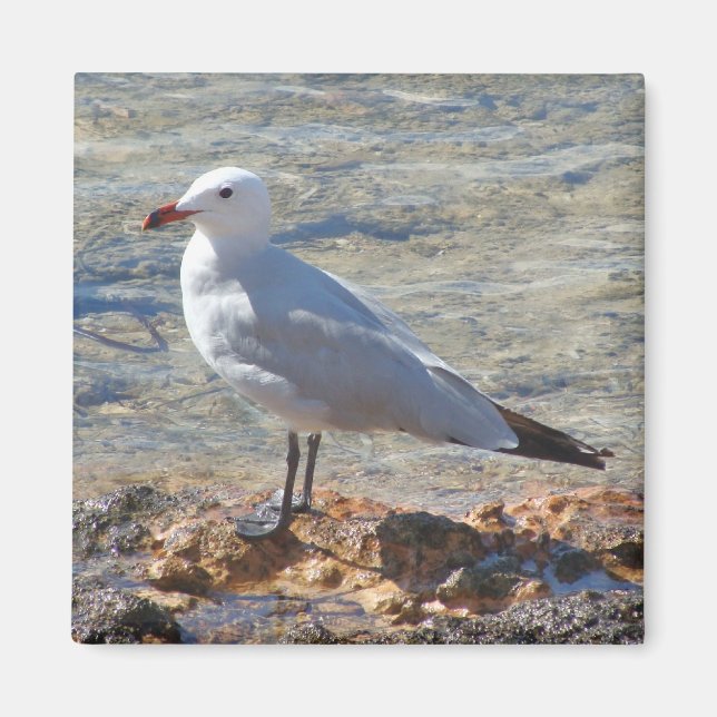 Íman Linda gaivota no mar - Magnet (Frente)
