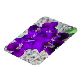 Íman Linda íris roxa