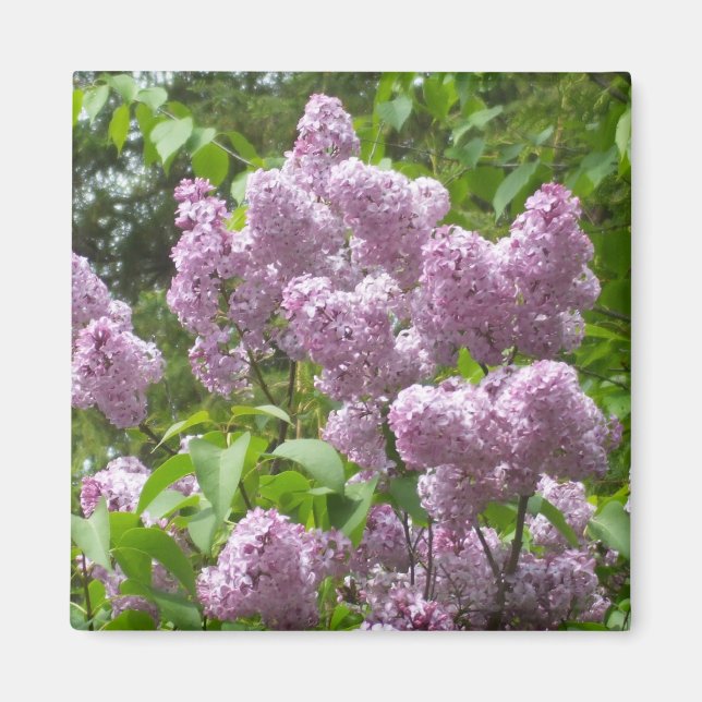 Íman Linda Lilac Bush- (Frente)