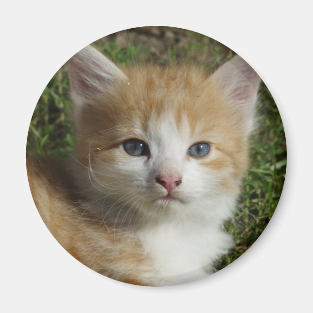 Íman Linda Orange Tabby Kitten (Frente)