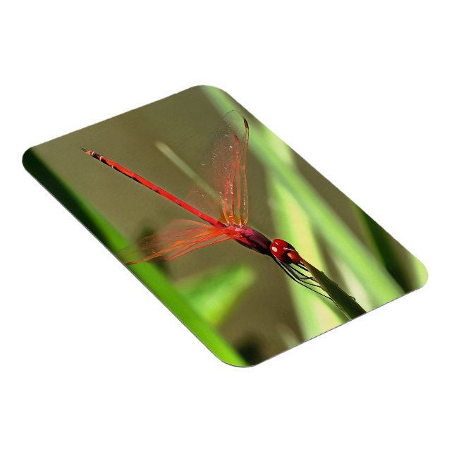 Íman Linda pintura acrílica do Firecracker Dragonfly (Lado Direito)